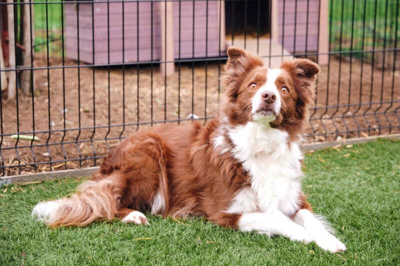 Dierenarts Bieke Van Dijck