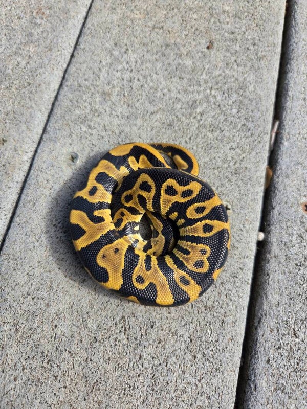 Leopard Het Clown Male