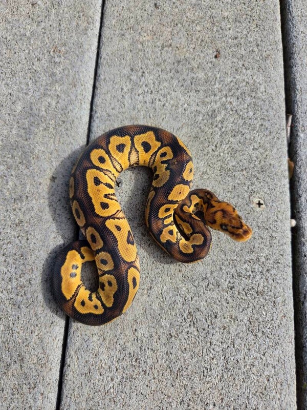 Fire Clown Yellowbelly? Male