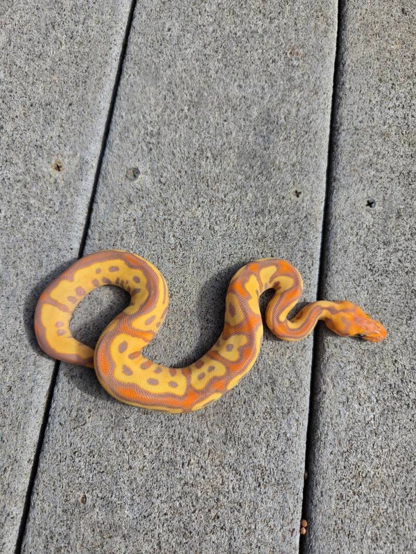Banana Leopard Clown Yellowbelly Special? Female