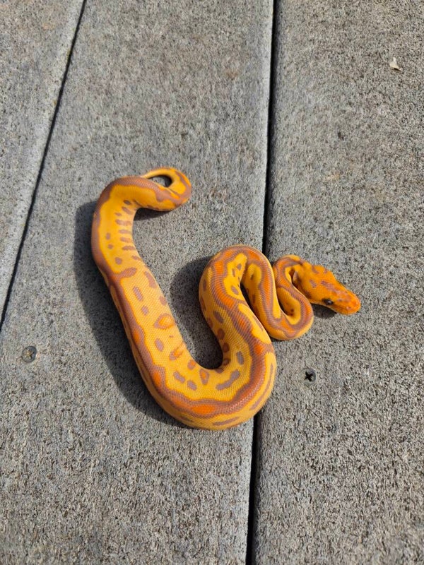Banana Leopard Clown Yellowbelly? Female