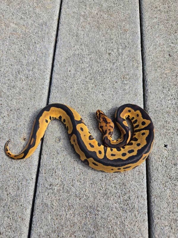 Leopard Clown Male
