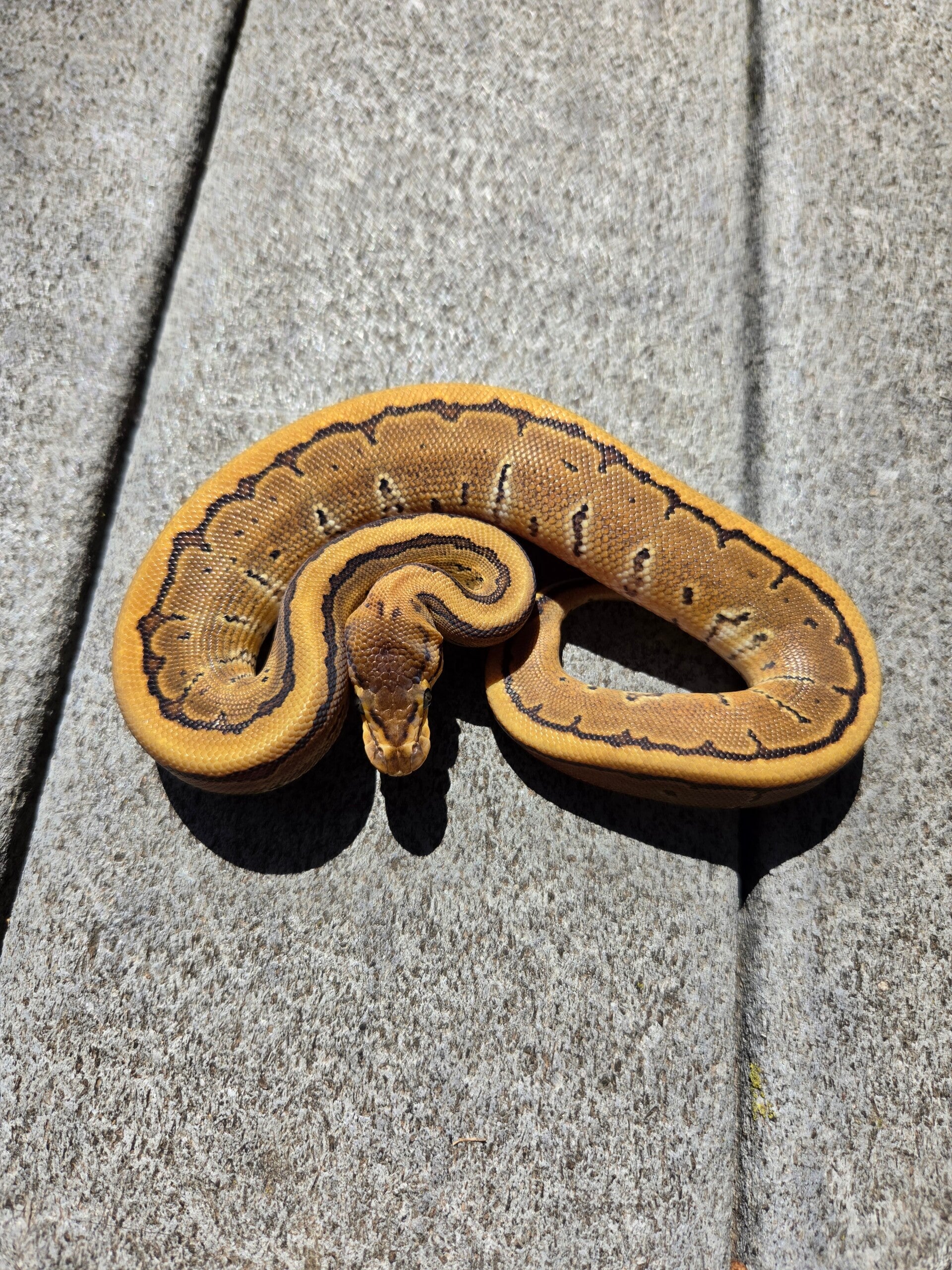 Pinstripe Het Hypo | Female