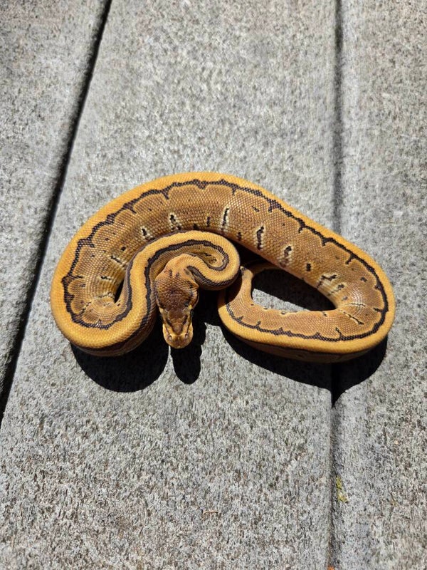 Pinstripe Het Hypo | Female