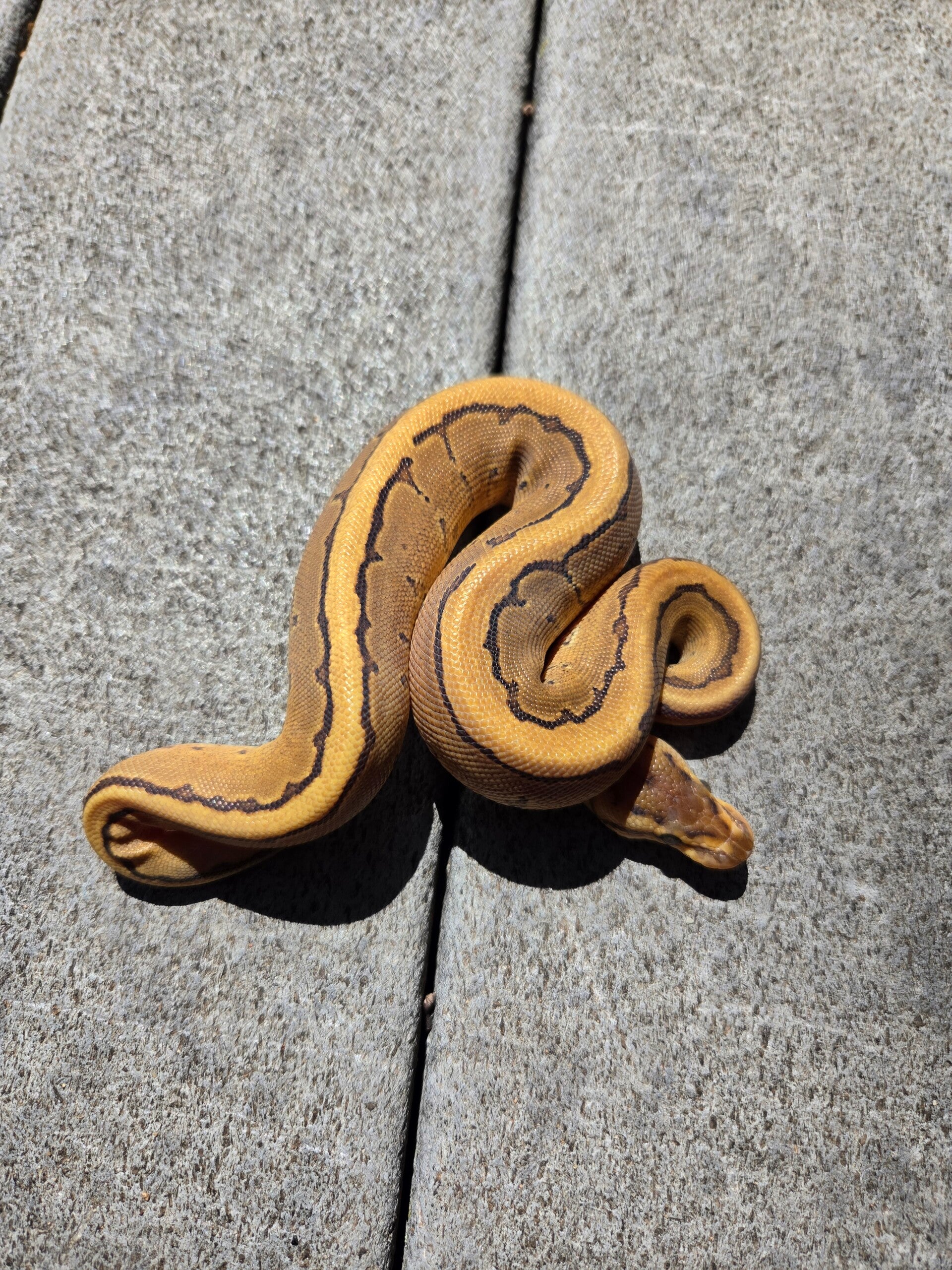 Pinstripe Calico? Het Hypo | Female