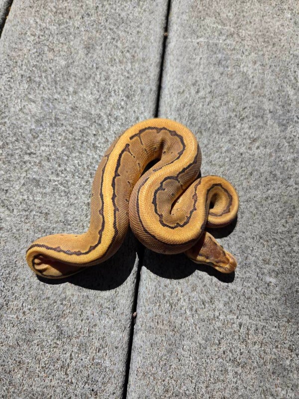 Pinstripe Calico? Het Hypo | Female