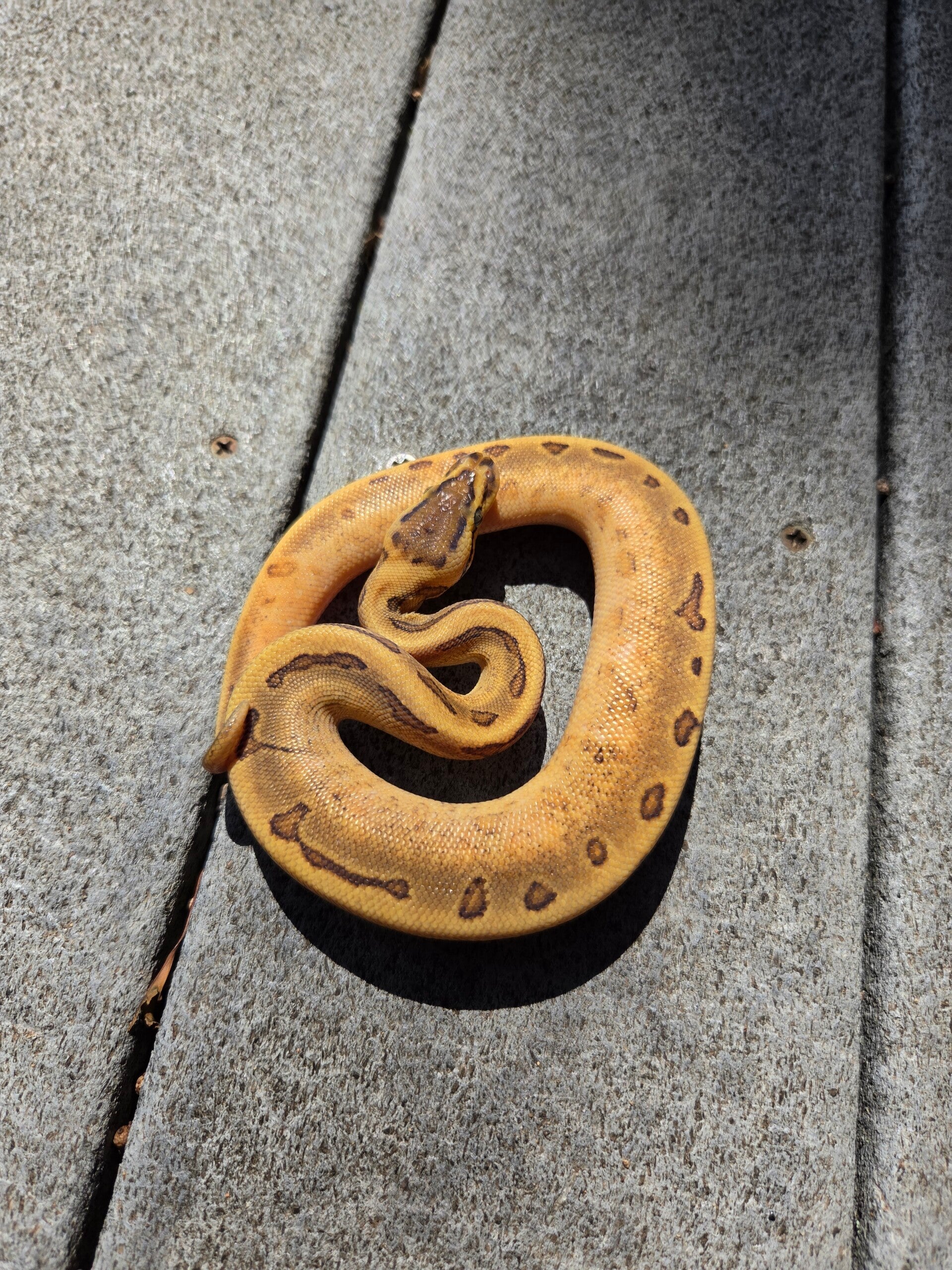 Pinstripe Enchi Possible Calico Orange Dream Het Hypo | Male