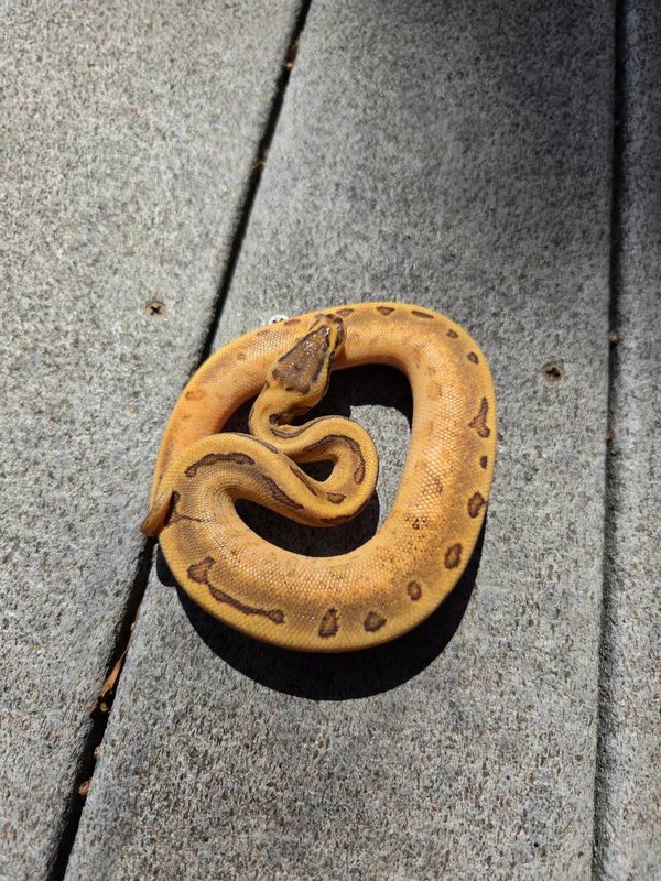 Pinstripe Enchi Possible Calico Orange Dream Het Hypo | Male
