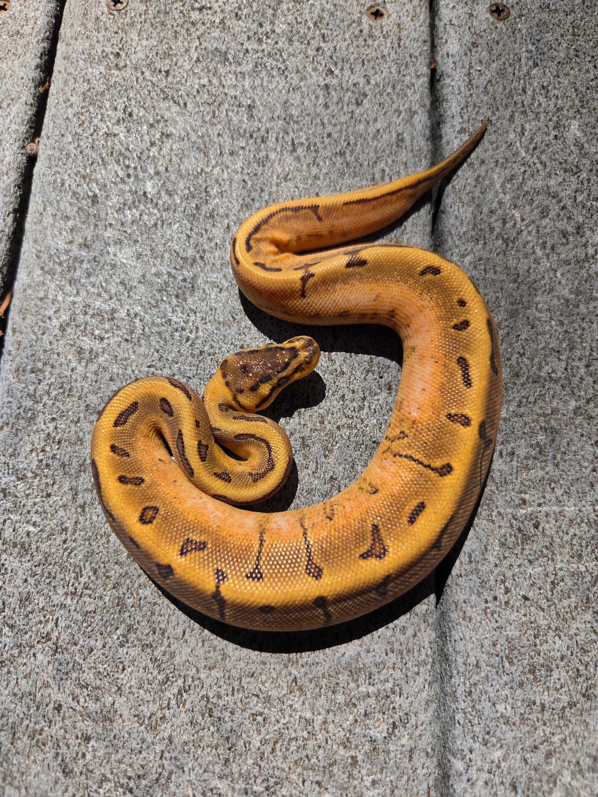 Pinstripe Enchi Calico Orange Dream Het Hypo | Female