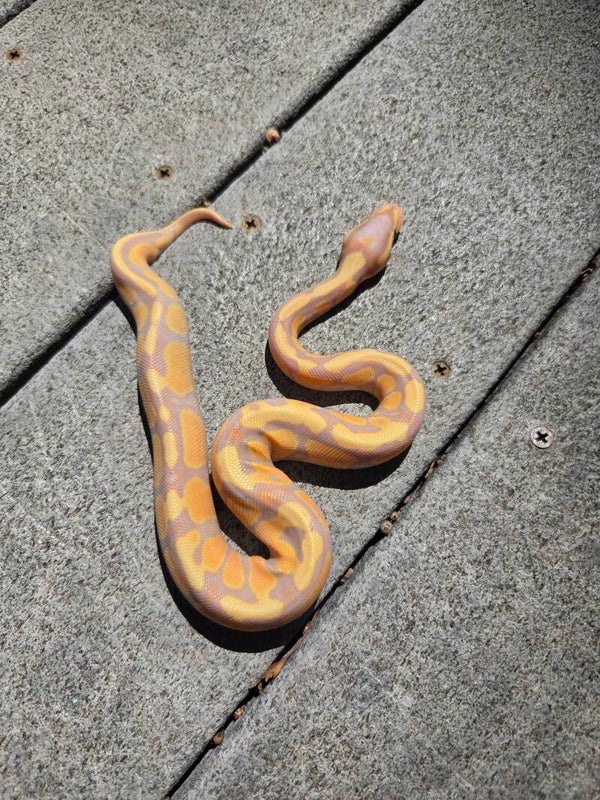 Banana Possible Enchi Het Hypo | Male