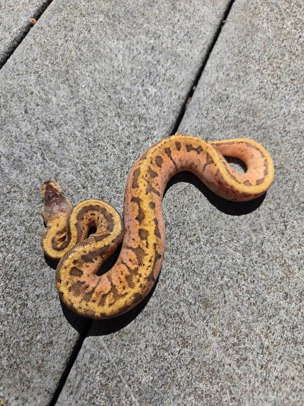 Pastel Pinstripe Sugar | Male