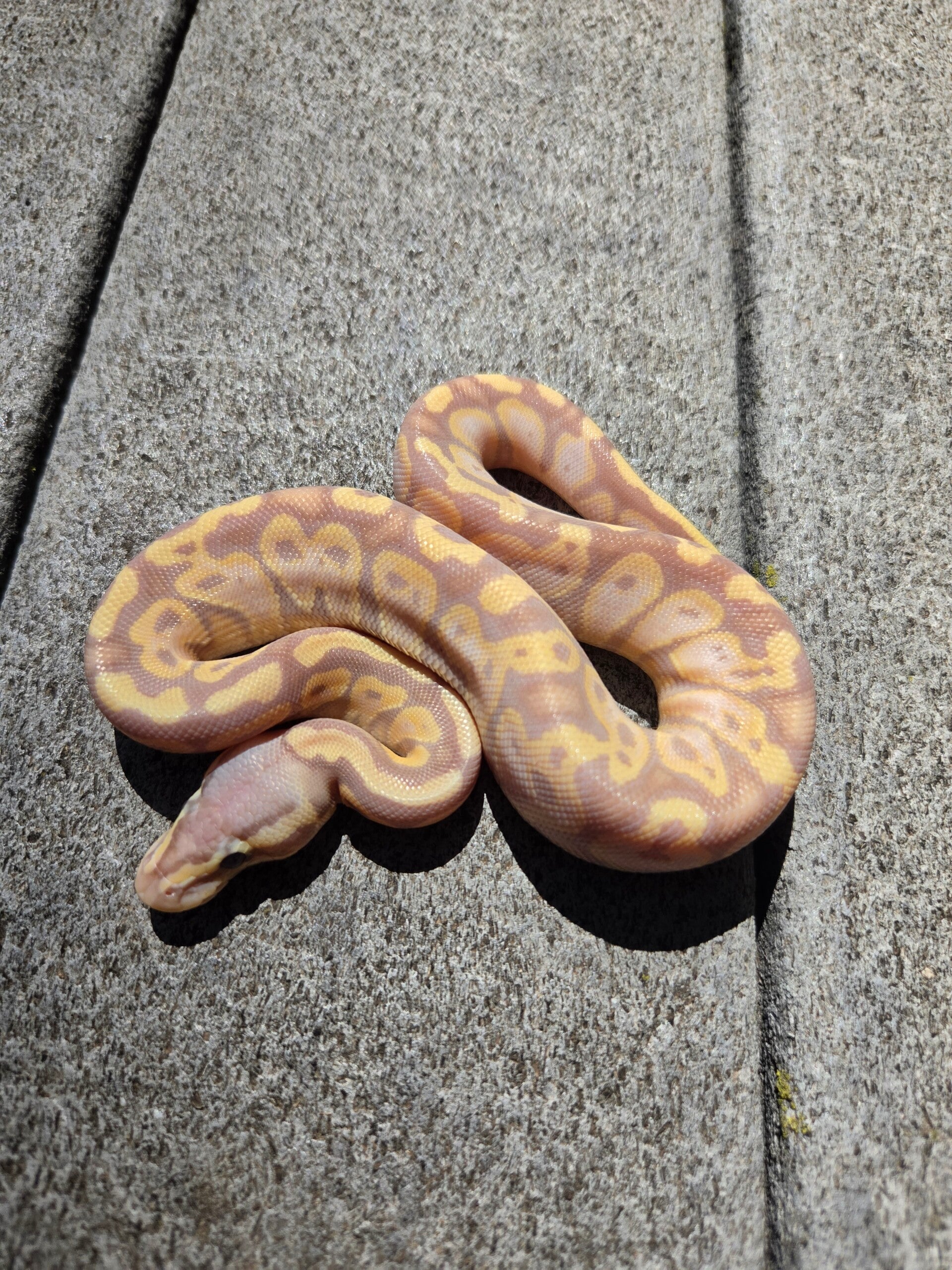 Banana Pastel | Male