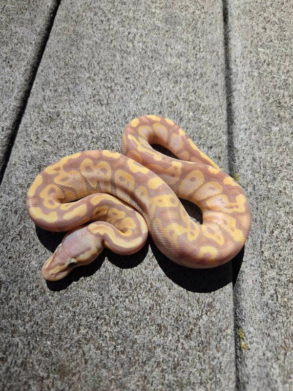 Banana Pastel | Male