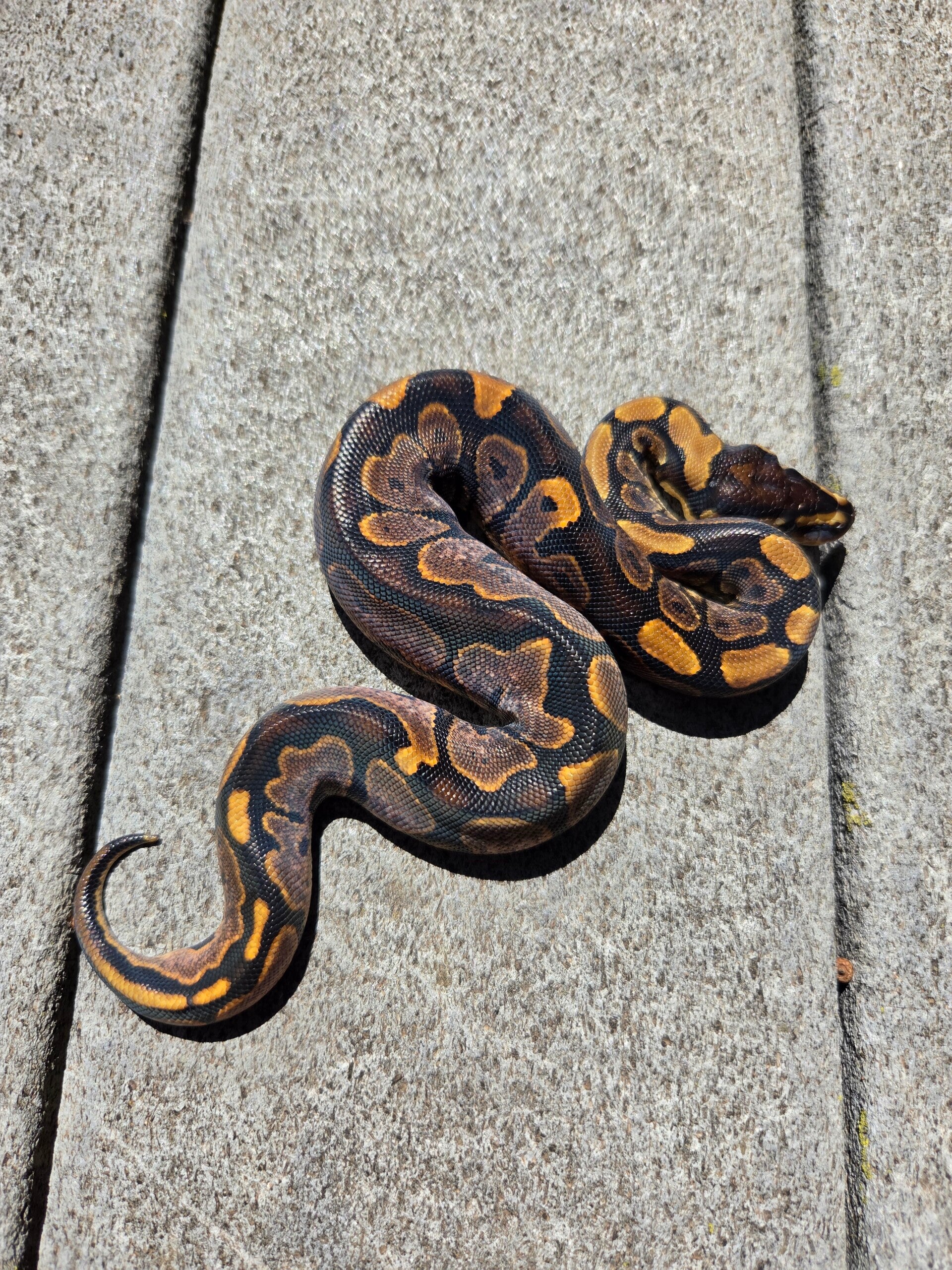 Sugar | Female