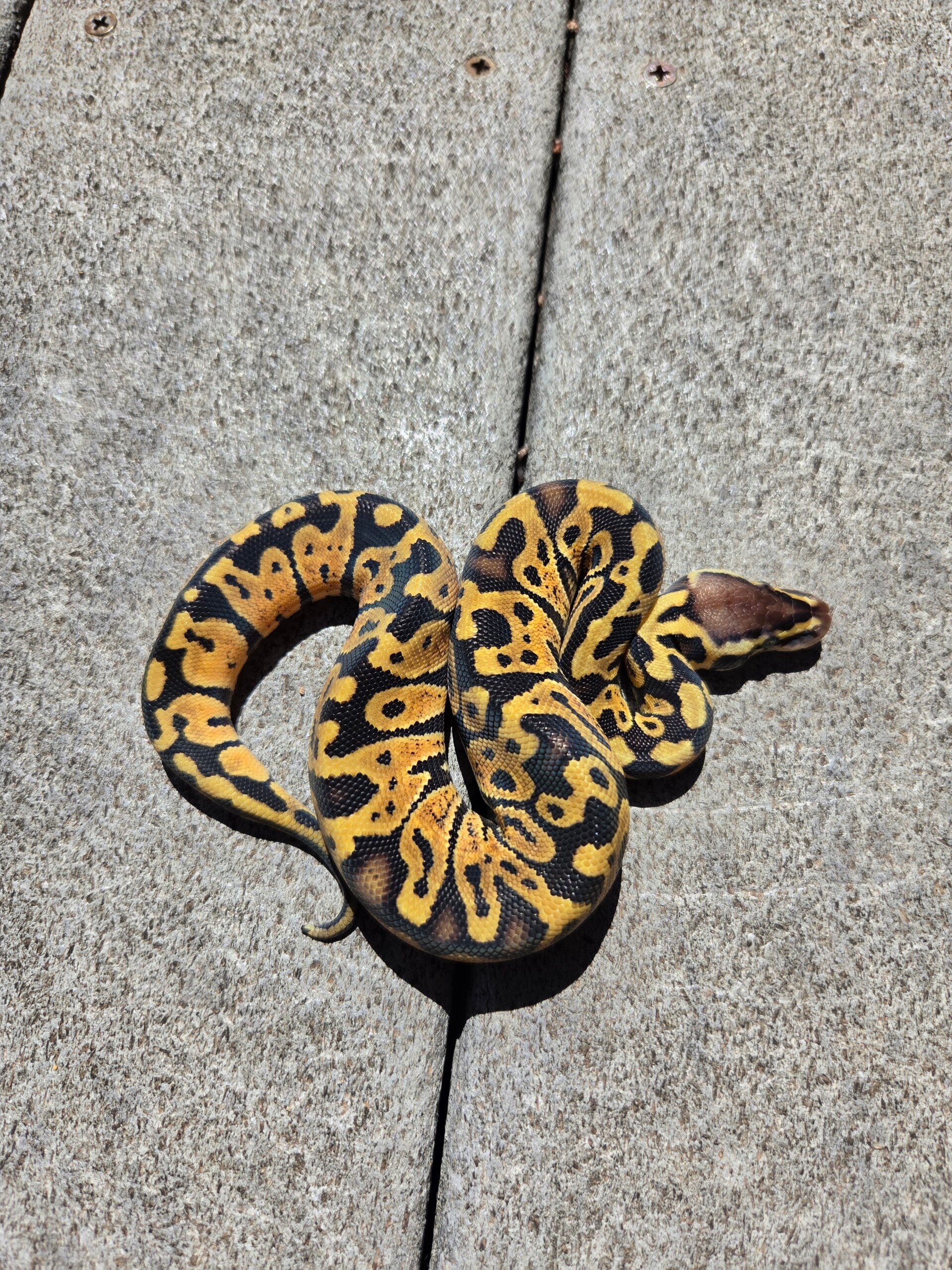 Pastel | Male