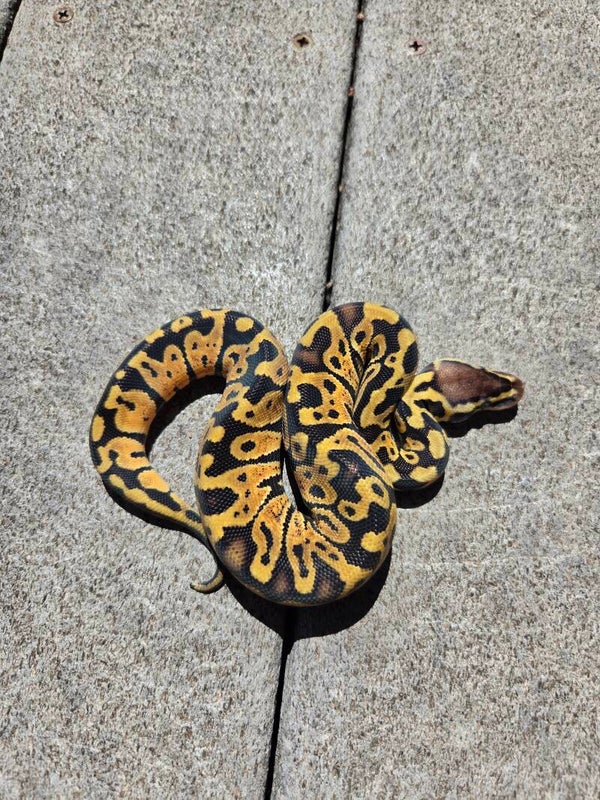 Pastel | Male