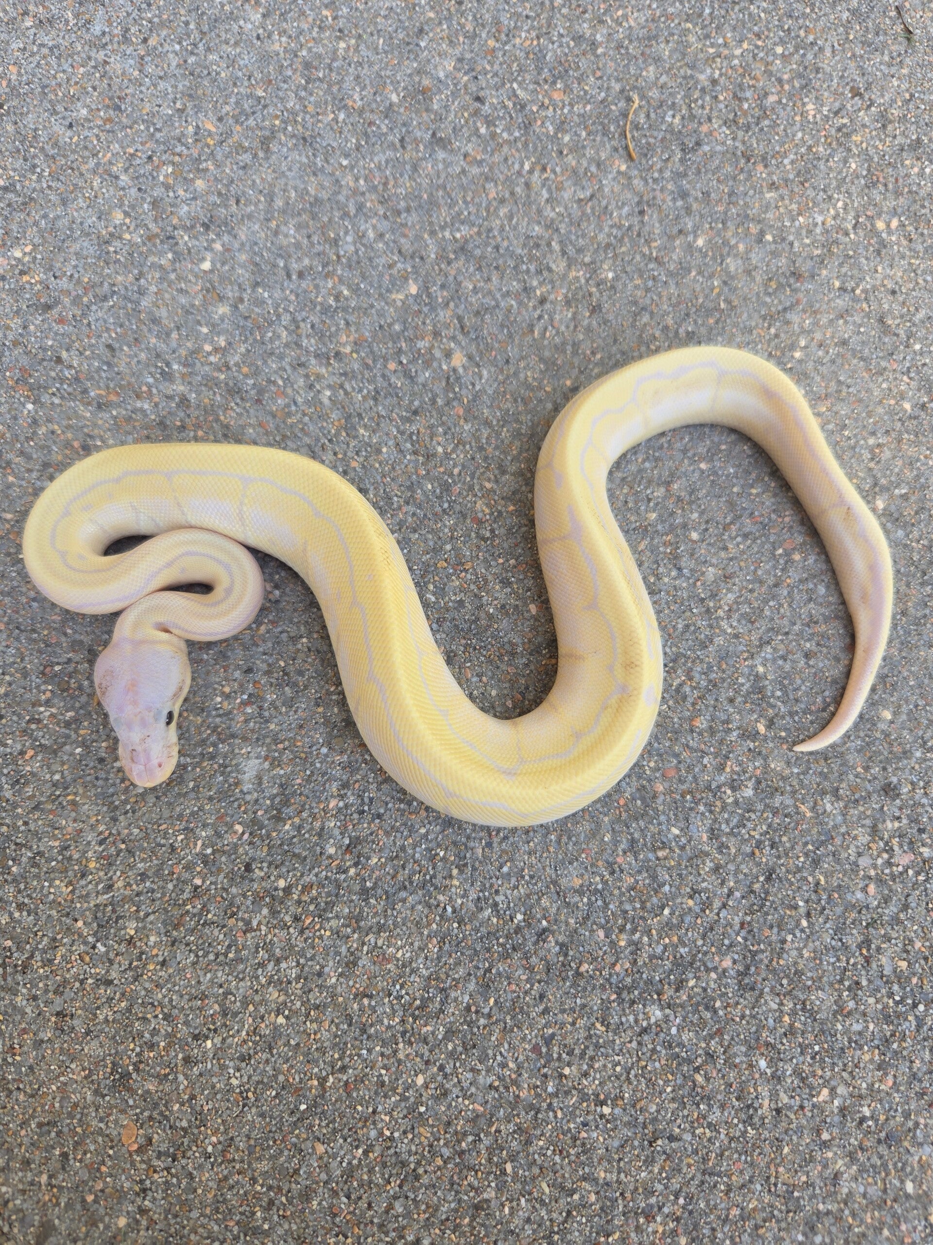 Super Banana Pinstripe Female