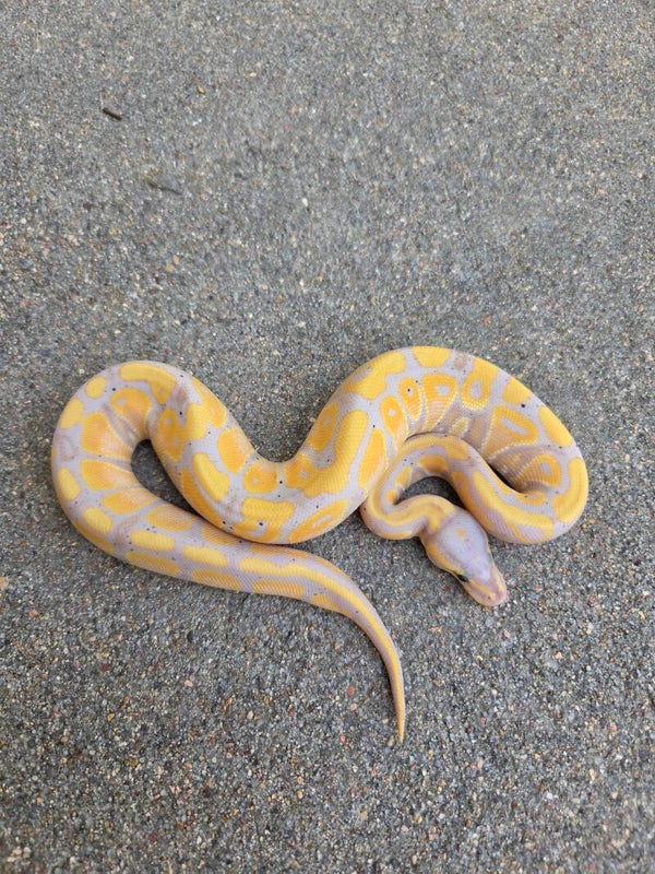 Banana Female