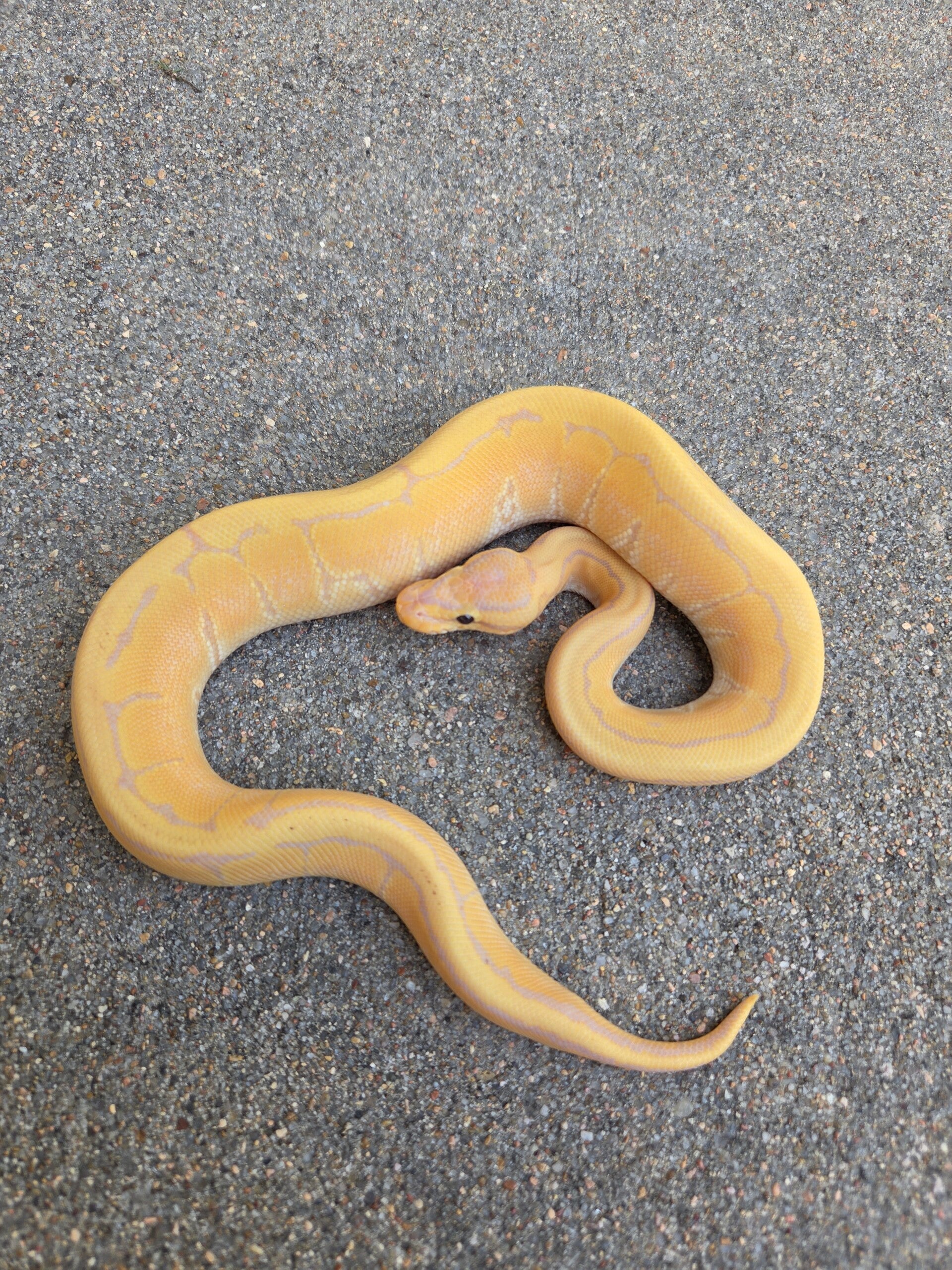 Banana Pinstripe Male