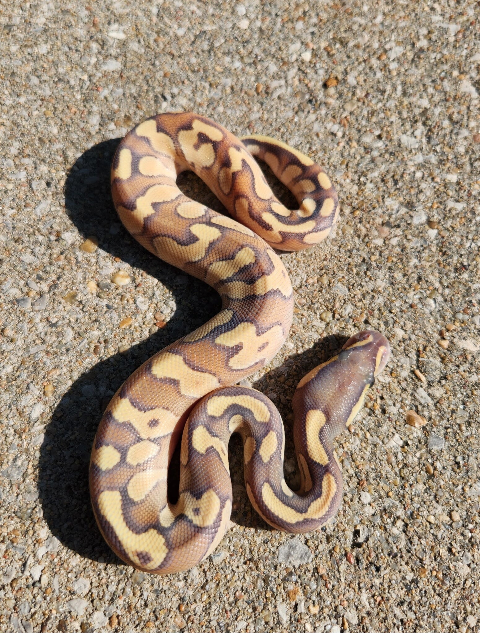 Hypo Mojave Enchi Male