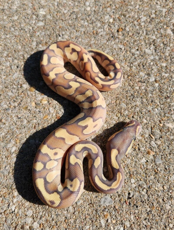Hypo Mojave Enchi Male