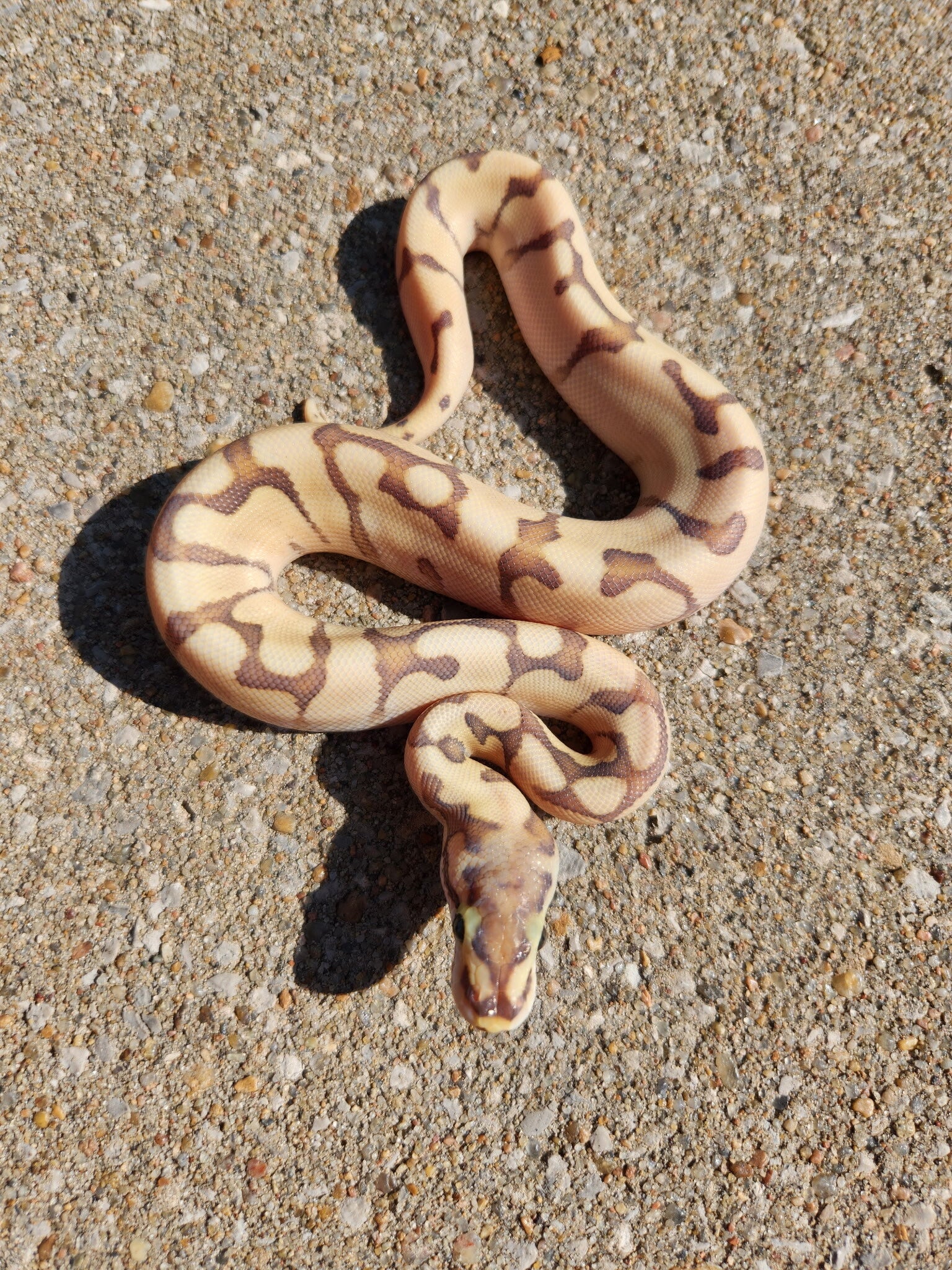 Hypo Spider Mojave (Super?) Enchi Male