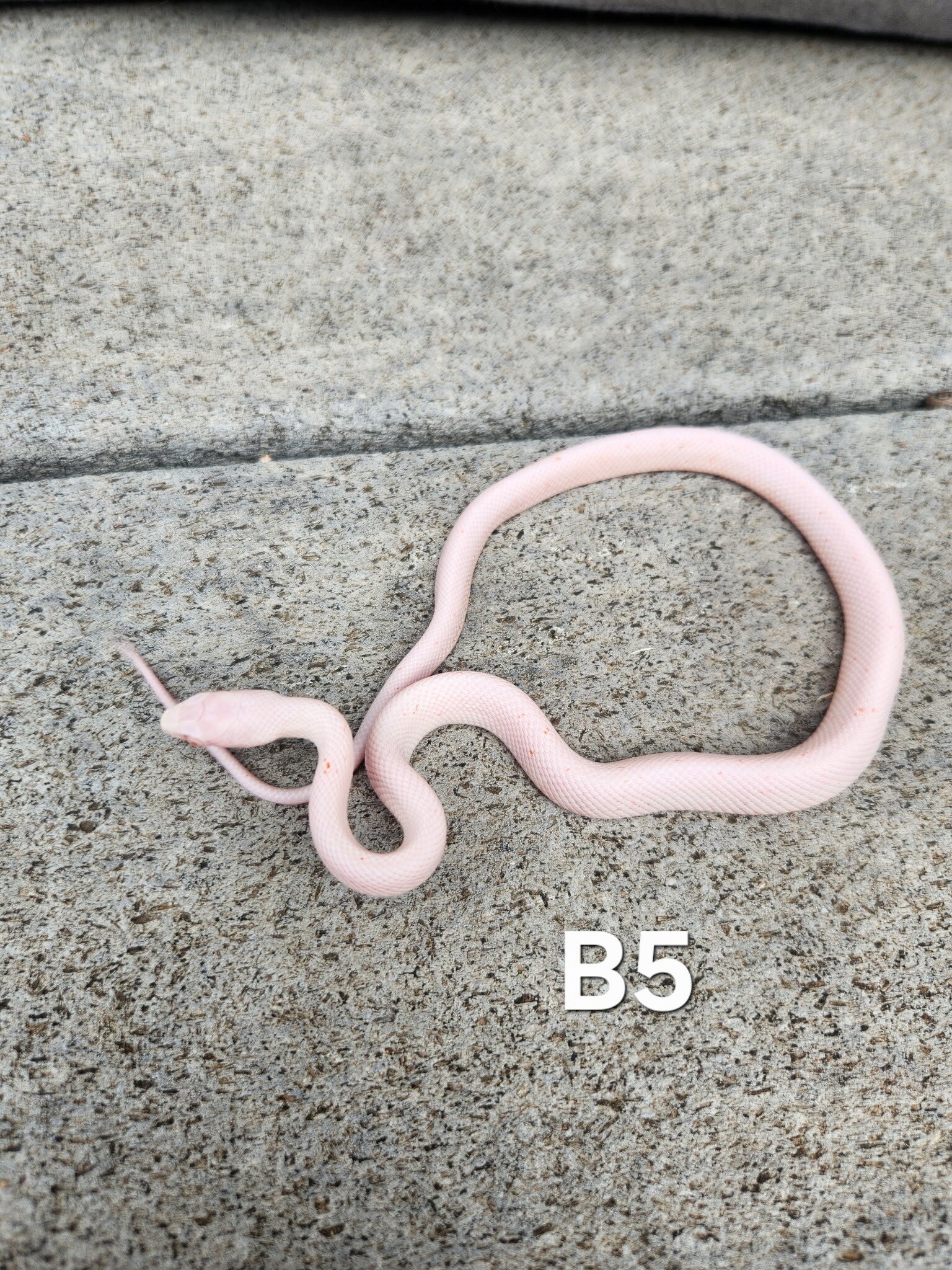 Amel Palmetto (Possible Tessera) Female