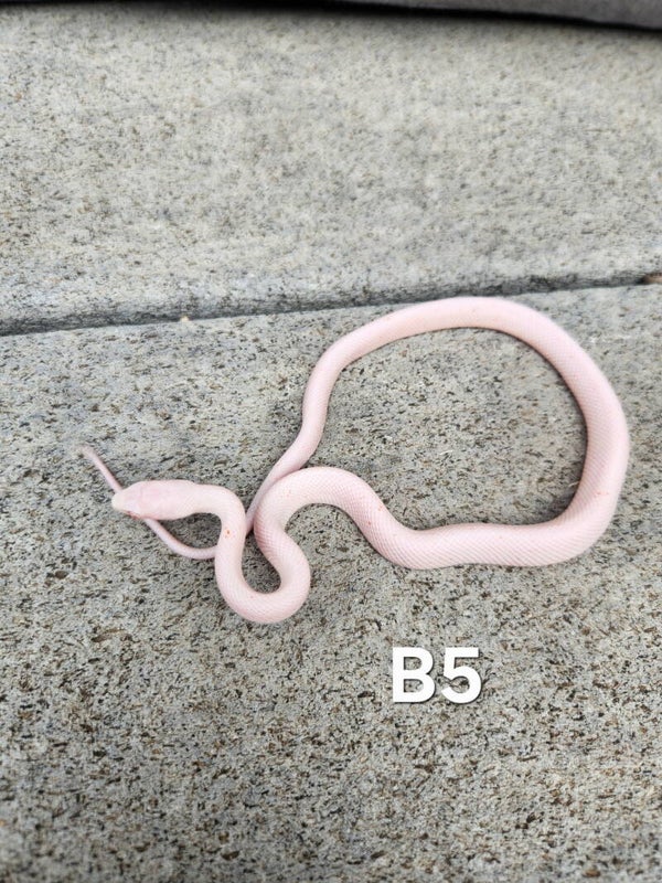 Amel Palmetto (Possible Tessera) Female