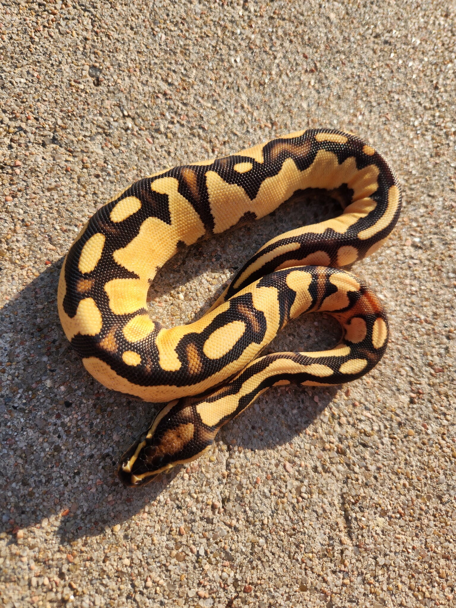 Orange Dream Gravel Female