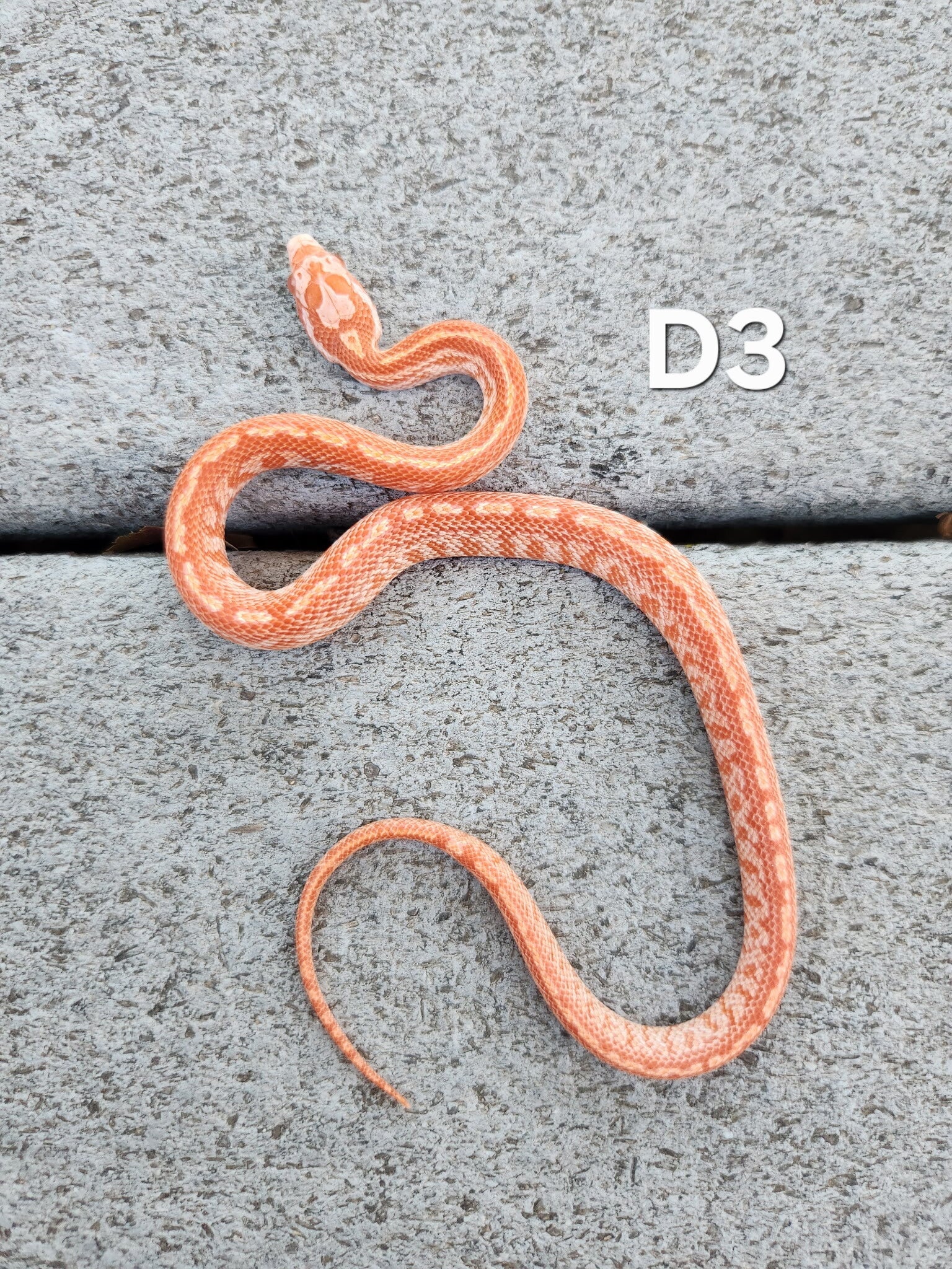 Amel Tessera Het Palmetto Male