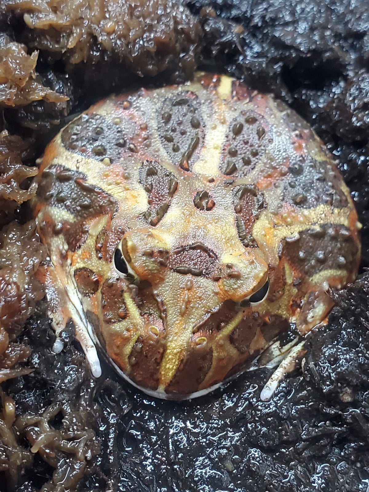 Fresh Look at Pacman Frogs Available