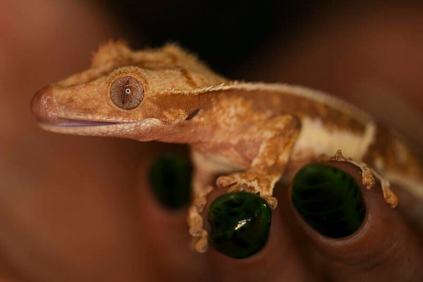 Tywin