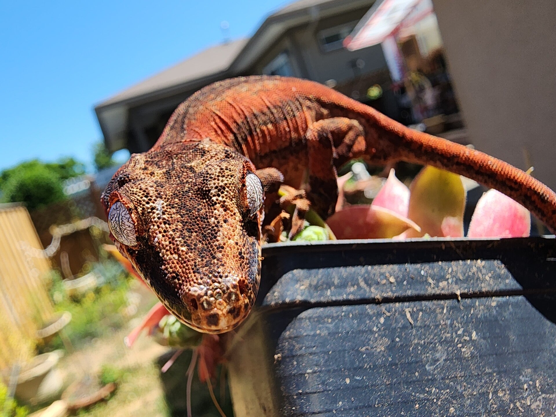Image showcasing Vancouver Island Reptile Enthusiasts