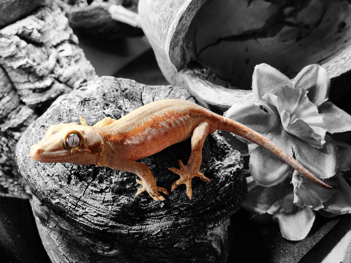 Beautiful view of Reptile Enthusiasts Community Online