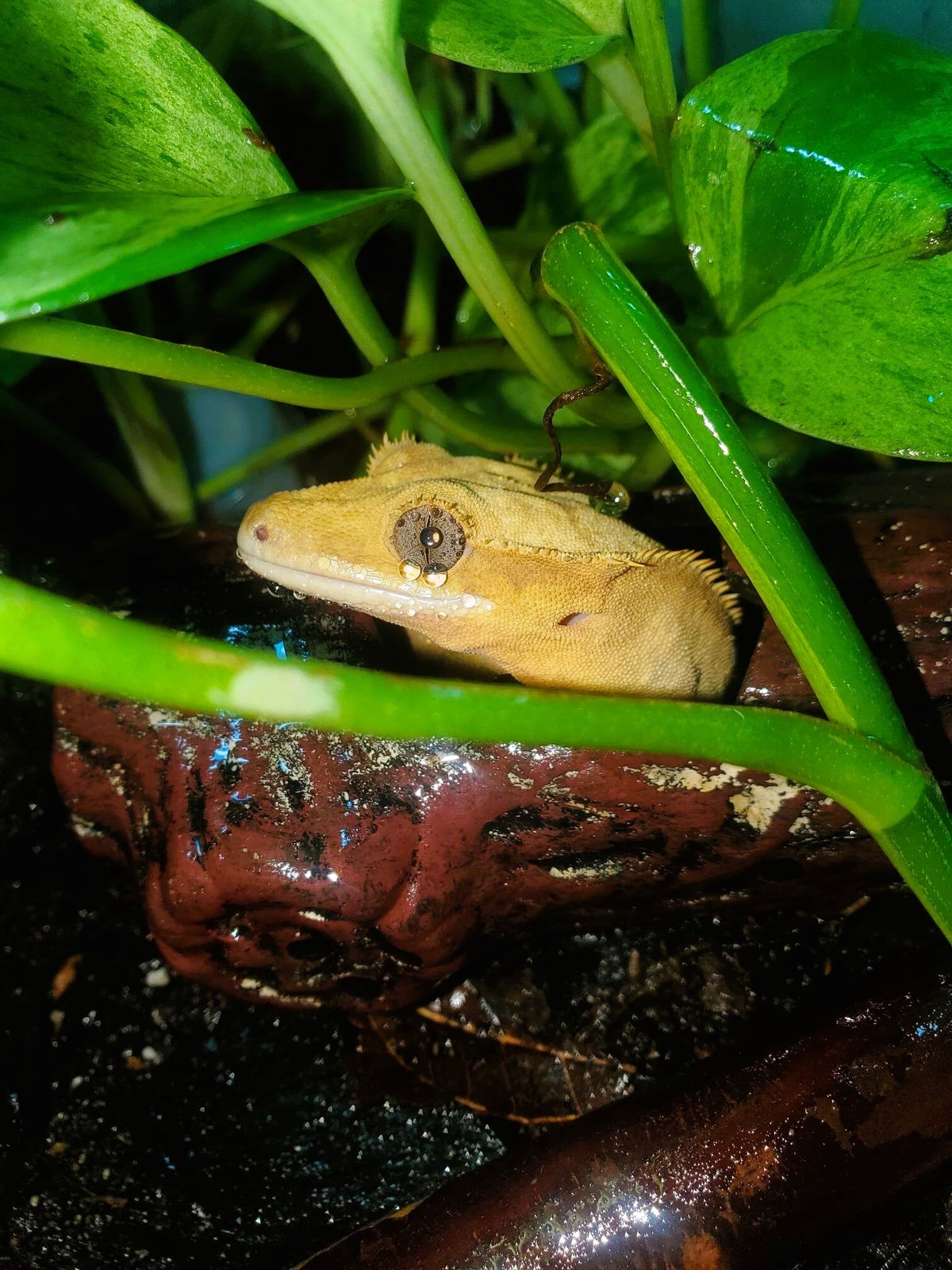 Vancouver Island Reptile Enthusiasts