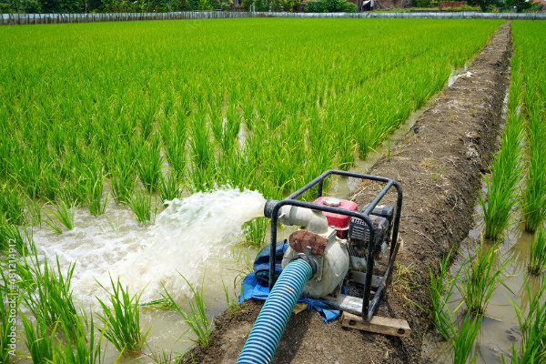 Dayliff Engine pump watering green field 
