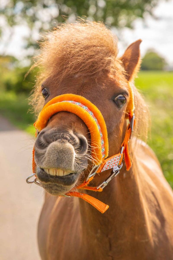 Pony