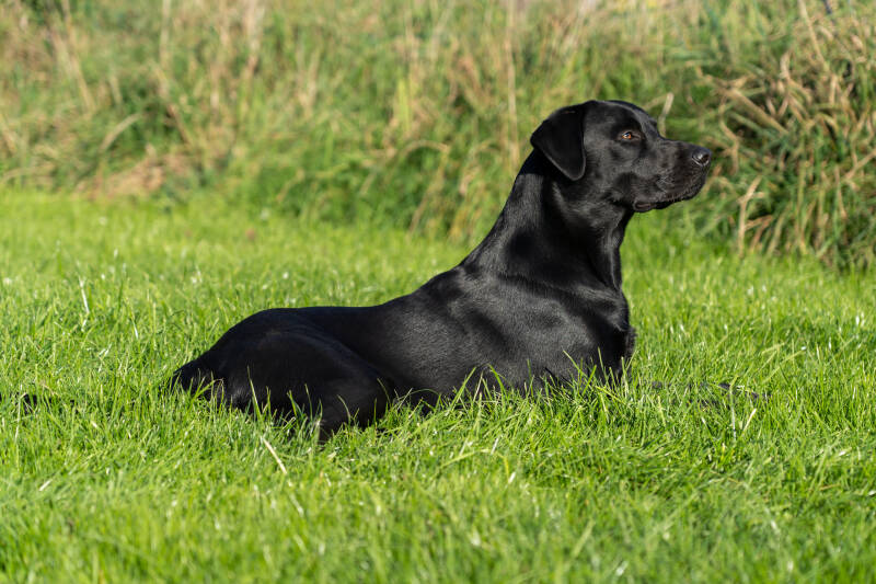 Labrador Deckrüde