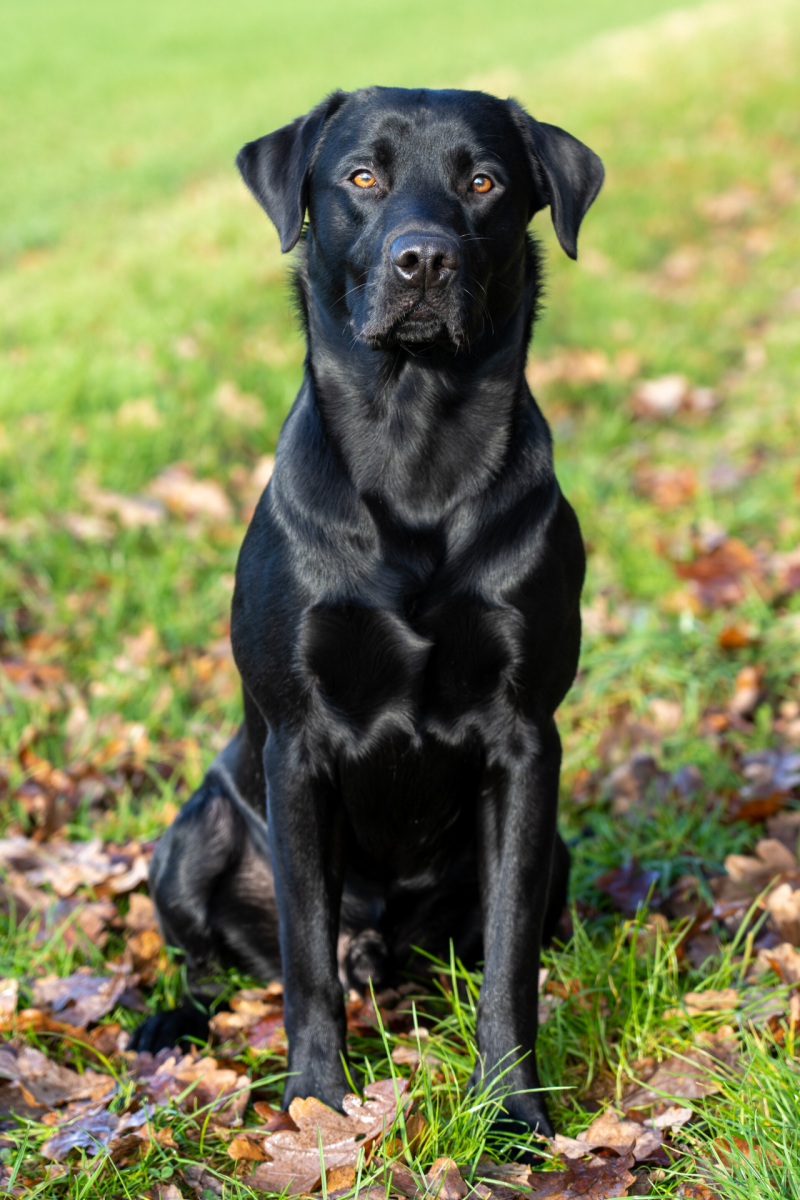 Labrador Deckrüde
