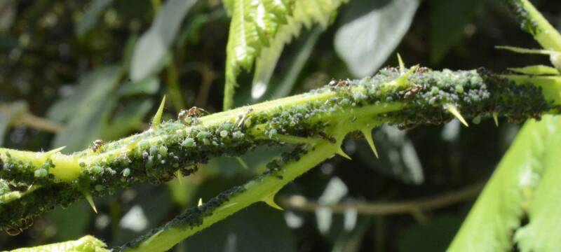 bad garden insects like aphids