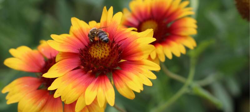 blanket flowers to attract good garden insects