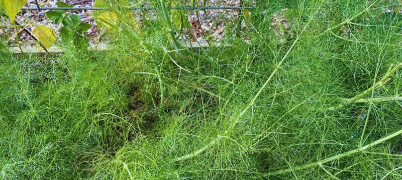 fennel at Back to the Garden Jax