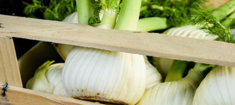 fennel bulb