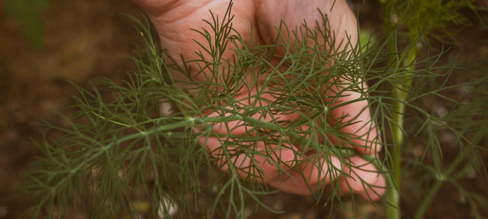 fennel fronds