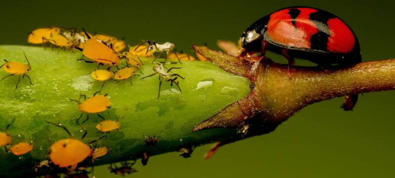 beneficial garden insects vs destructive garden insects