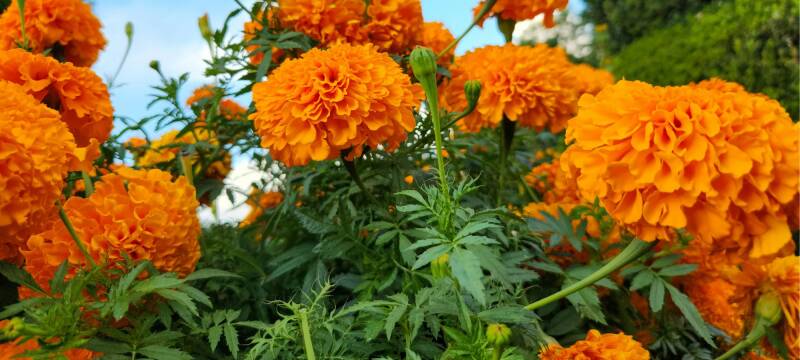 marigolds to deter bad garden insects