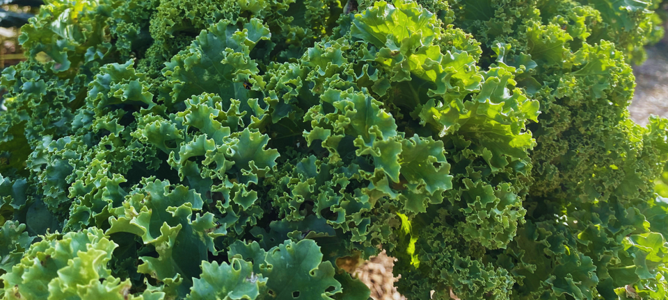 mindfulness and gardening - close up of the texture of kale
