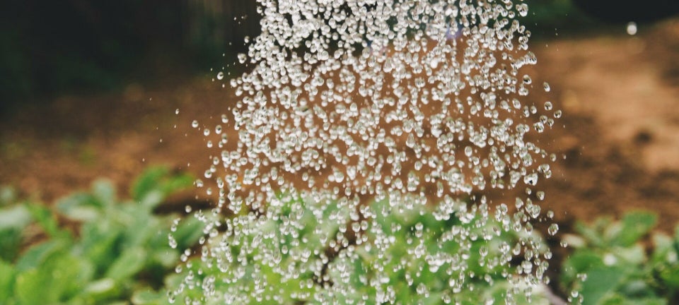 mindful gardening - slowing down to see the stunning droplets of water from watering can