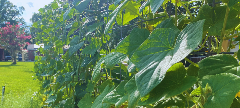 mindful gardening - serene view of cucumber leaves up a trellis 