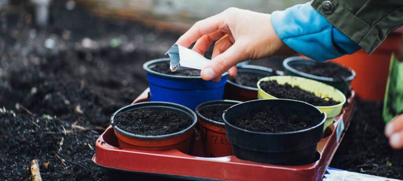planting seeds for gardening